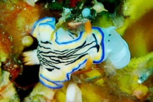 リュウモンイロウミウシ Hypselodoris maritima