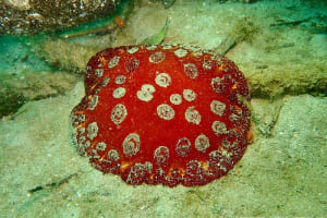 Pleurobranchus weberi