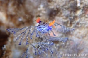 クロスジリュウグウウミウシ Nembrotha sp. 5