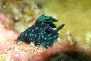 トサカリュウグウウミウシ Nembrotha cristata