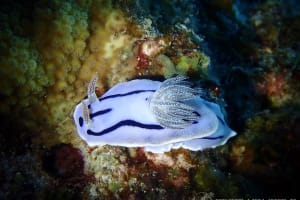 ミゾレウミウシ Chromodoris willani