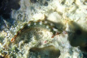 ハナミドリガイ Thuridilla splendens