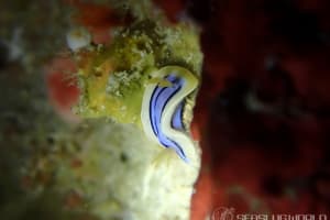 Chromodoris colemani