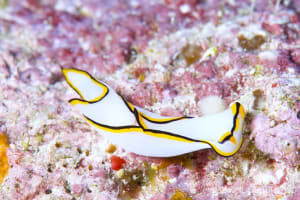 クロヘリシロツバメガイ Chelidonura pallida