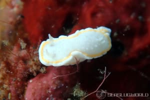 ミツイラメリウミウシ属の一種 2 Diaphorodoris sp. 2