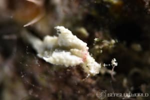 ゴクラクミドリガイ属の仲間 Elysia spp.