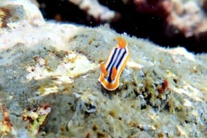 クロシオイロウミウシ Chromodoris sp. 3