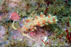 ハクセンミノウミウシ属の一種 3 Cratena sp. 3