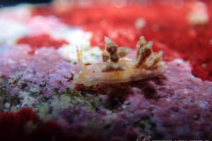 ヒョウタンミノウミウシ Eubranchus sp.10