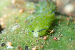 Costasiella sp. 3