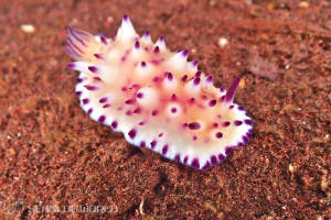 レンゲウミウシ Mexichromis multituberculata