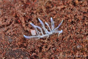 Phyllodesmium poindimiei