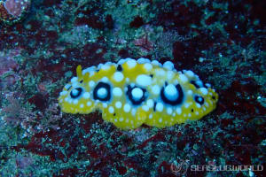 キイロイボウミウシ Phyllidia ocellata