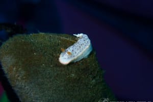 モンコウミウシ Chromodoris aspersa