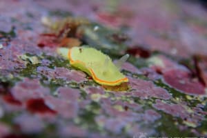 ミツイラメリウミウシ Diaphorodoris mitsuii