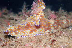 テヌウニシキウミウシ Ceratosoma tenue