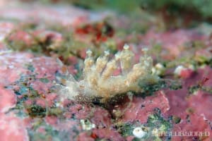 ヒョウタンミノウミウシ Eubranchus sp.10