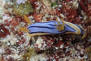 コールマンウミウシ Chromodoris colemani