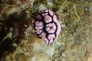 ワモンイボウミウシ Phyllidiella annulata