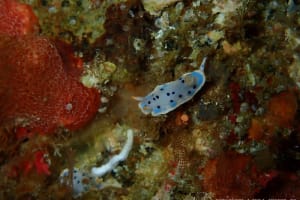 ウスイロウミウシ Hypselodoris placida