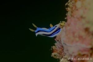 アンナウミウシ Chromodoris annae