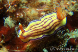 クチナシイロウミウシ Hypselodoris whitei