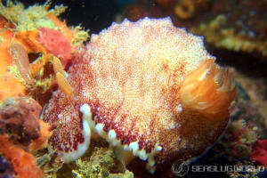 チリメンウミウシ Goniobranchus reticulatus