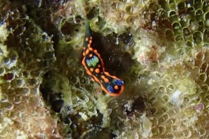 クロスジリュウグウウミウシ属の一種 3 Nembrotha sp. 3