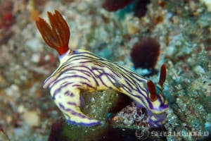 ソヨカゼイロウミウシ Hypselodoris zephyra