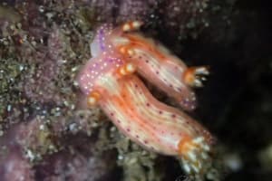 ヒュプセロドーリス・パラディア Hypselodoris paradisa