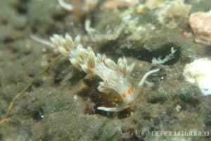 ハクセンミノウミウシ Cratena lineata