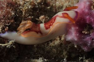 ヒュプセロドーリス・イバ Hypselodoris iba