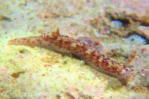 Hypselodoris decorata