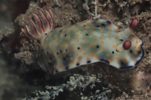 ヒュプセロドーリス・コンフェッティ Hypselodoris confetti