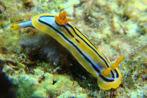 コールマンウミウシ Chromodoris colemani