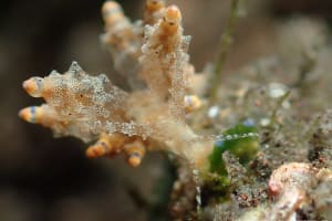 Eubranchus rubropunctatus