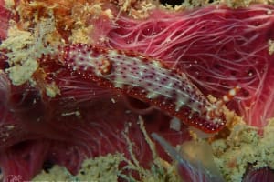 Hypselodoris decorata