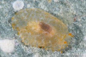 カメノコフシエラガイ Pleurobranchus peronii