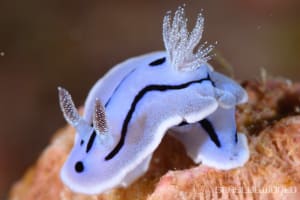 ミゾレウミウシ Chromodoris willani