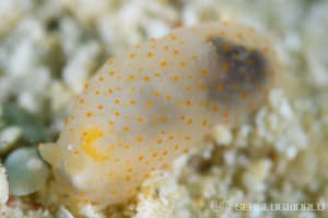 キヌハダウミウシ属の仲間 Gymnodoris spp.