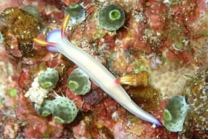 Hypselodoris bullockii