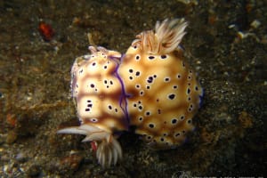 マダライロウミウシ Hypselodoris tryoni