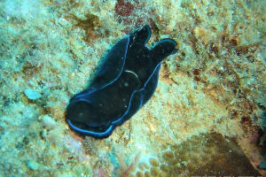 アオフチキセワタ Tubulophilinopsis gardineri