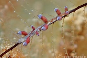 ホリミノウミウシ属の一種 27 Eubranchus sp.27