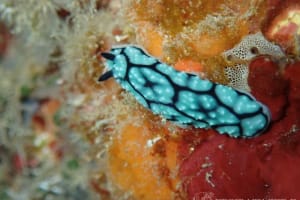 ワモンイボウミウシ Phyllidiella annulata