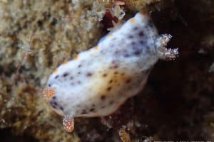 ミダレスジイロウミウシ Chromodoris sp. 8