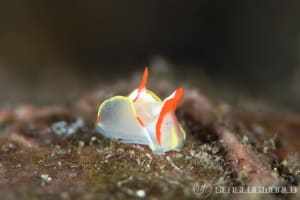 シラタマウミコチョウ Siphopteron makisig