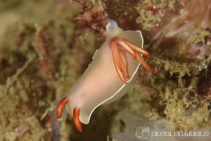 ゾウゲイロウミウシ Hypselodoris bullockii