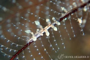 ヤマンバミノウミウシ Eubranchus putnami