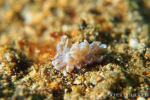 Phyllodesmium crypticum